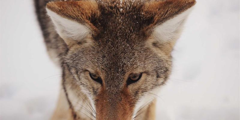 康森莱特智能照明系统：揭秘全屋灯光联动与红色主题灯饰的定制艺术